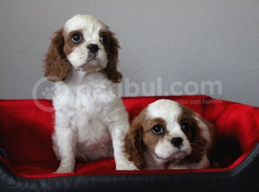 Ruhsatlı Köpek Çiftliginden Cavalier King Charles Yavruları