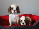 Ruhsatlı Köpek Çiftliginden Cavalier King Charles Yavruları