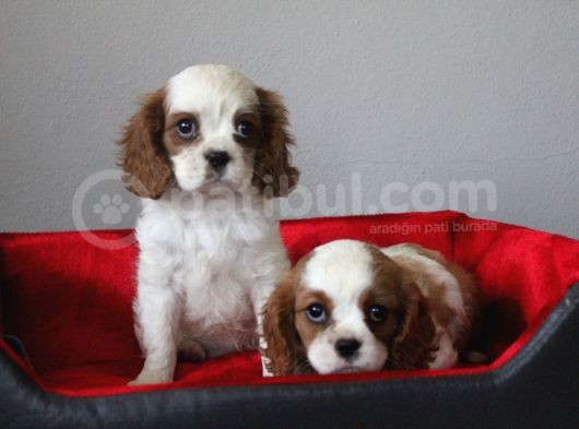 Ruhsatlı Köpek Çiftliginden Cavalier King Charles Yavruları görsel