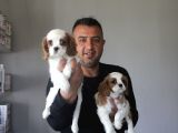 Ruhsatlı Köpek Çiftliginden Cavalier King Charles Yavruları
