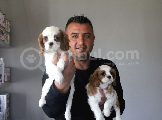 Ruhsatlı Köpek Çiftliginden Cavalier King Charles Yavruları görsel