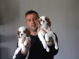 Ruhsatlı Köpek Çiftliginden Cavalier King Charles Yavruları