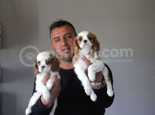 Ruhsatlı Köpek Çiftliginden Cavalier King Charles Yavruları görsel