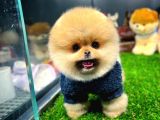 Ayı Surat Pomeranian Boo Yavrularımız