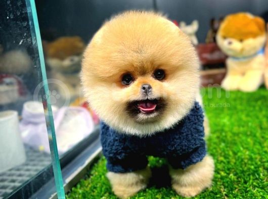 Ayı Surat Pomeranian Boo Yavrularımız