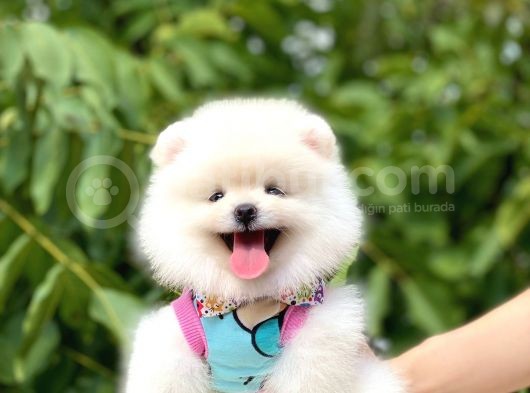 Teddy Bear Pomeranian