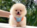 Kusursuz Karbeyaz Pomeranian