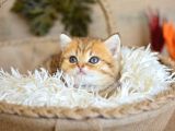 A Kali̇te Golden British Shorthair Yavrumuz