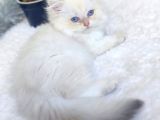 Golden Longhair  Erkek Bebek