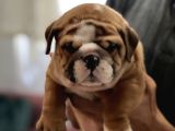 Standart Engli̇sh Bulldog Yavrularim