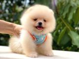 Kusursuz Karbeyaz Pomeranian