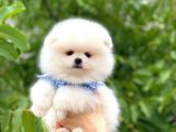 Teddy Bear Beyaz Pomerani̇an