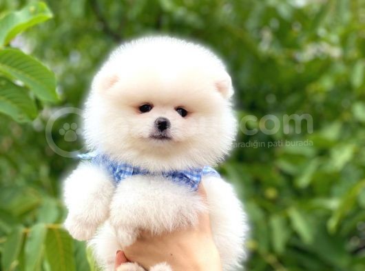Teddy Bear Beyaz Pomerani̇an görsel