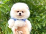 Teddy Bear Beyaz Pomerani̇an