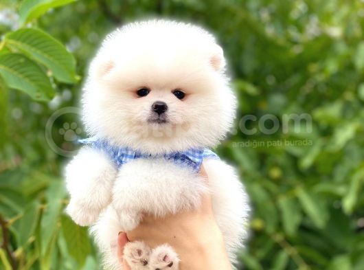 Teddy Bear Beyaz Pomerani̇an