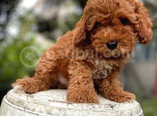 Mükemmel Kali̇te Toy Poodle Yavrularimiz görsel
