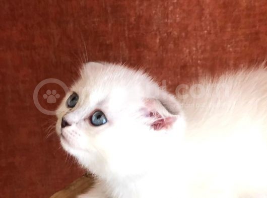 Sıfır Kulak Erkek Bebeğimiz Yeni Ailesini Bekliyor görsel