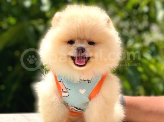 Gülen Yüz Pomerani̇an Boo