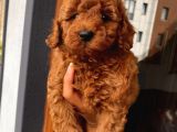 Redbrown Bebekler