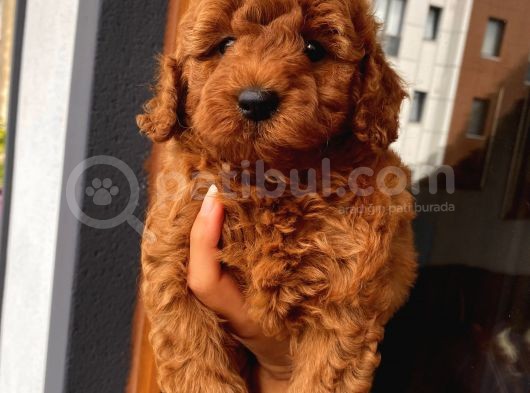 Redbrown Bebekler görsel