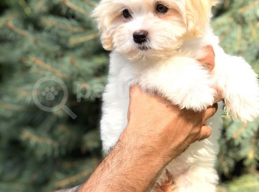 Orjinal Maltıpoo görsel