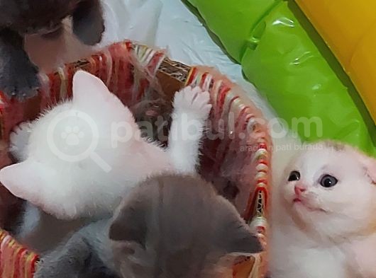Eşsiz Scottish Fold Safkan Beyaz Yavru görsel