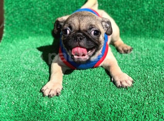 Erkek Orji̇nal Pug Mops görsel