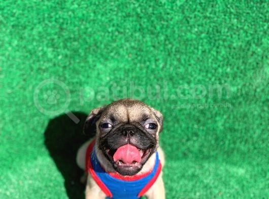 Erkek Orji̇nal Pug Mops görsel