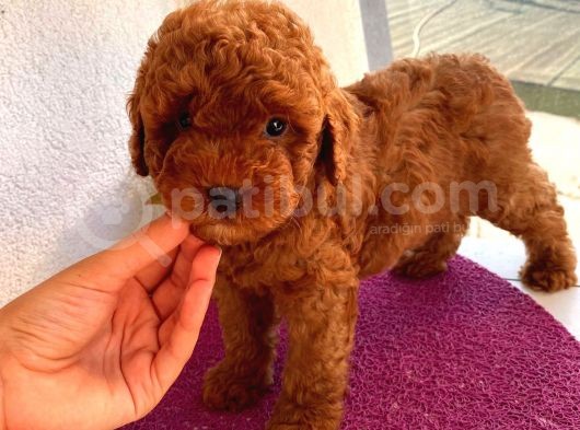 Redbrown Bebekler
