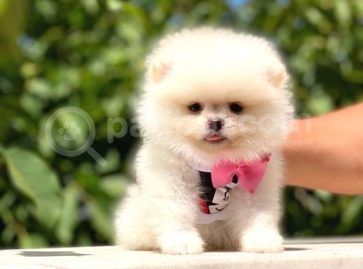 Ayı Surat Pomeranian