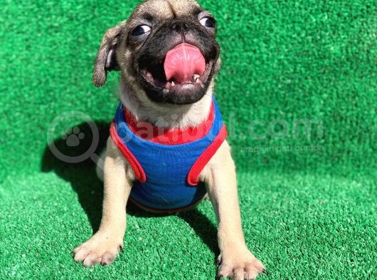 Erkek Orji̇nal Pug Mops görsel