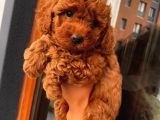 Redbrown Bebekler