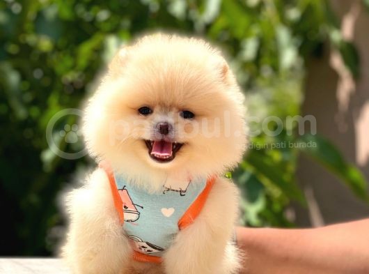 Gülen Yüz Pomerani̇an Boo görsel