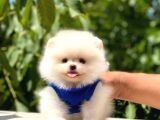 Üst Kalite Pomeranian