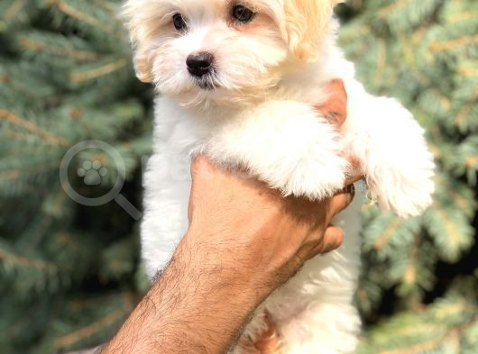 Orjinal Maltıpoo görsel