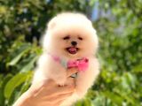 Pomerani̇an Üst Kali̇te Kizimiz