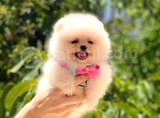 Pomerani̇an Üst Kali̇te Kizimiz görsel