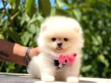 Ayı Surat Pomeranian