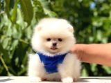 Üst Kalite Pomeranian
