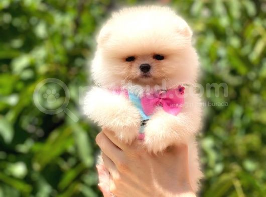 Pomerani̇an Üst Kali̇te Kizimiz görsel
