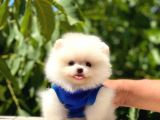Üst Kalite Pomeranian