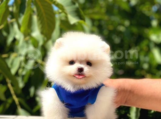 Üst Kalite Pomeranian