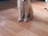 Tatlış Spitz Bebekler