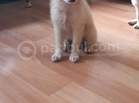 Tatlış Spitz Bebekler görsel