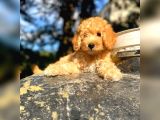 Mükemmel Kali̇te Apri̇cot Toy Poodle Yavrularimiz