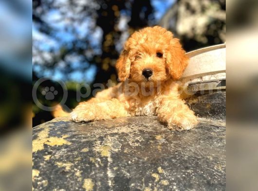 Mükemmel Kali̇te Apri̇cot Toy Poodle Yavrularimiz