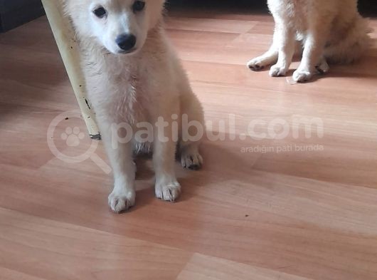 Tatlış Spitz Bebekler görsel