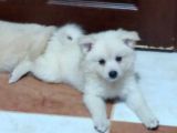Tatlış Spitz Bebekler