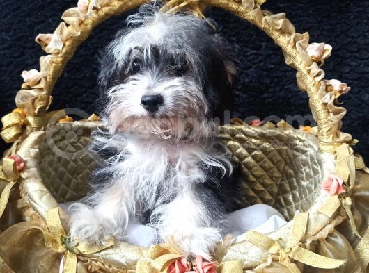 Terrier Erkek Yavrumuz