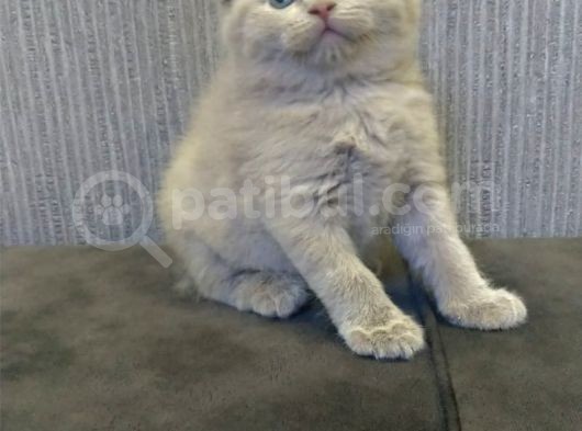 Safkan Irk Britihs Shorthair&Scottish Fold Bebekler görsel